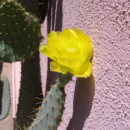 Adobe Rose Inn Tucson Exterior foto
