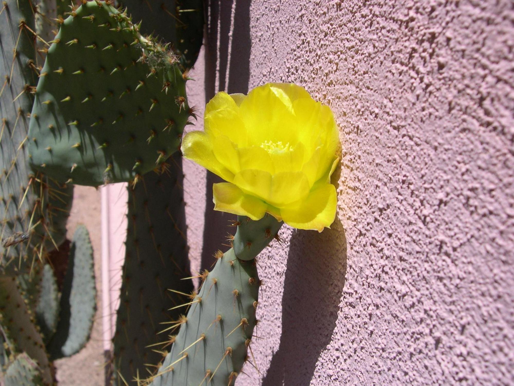 Adobe Rose Inn Tucson Exterior foto