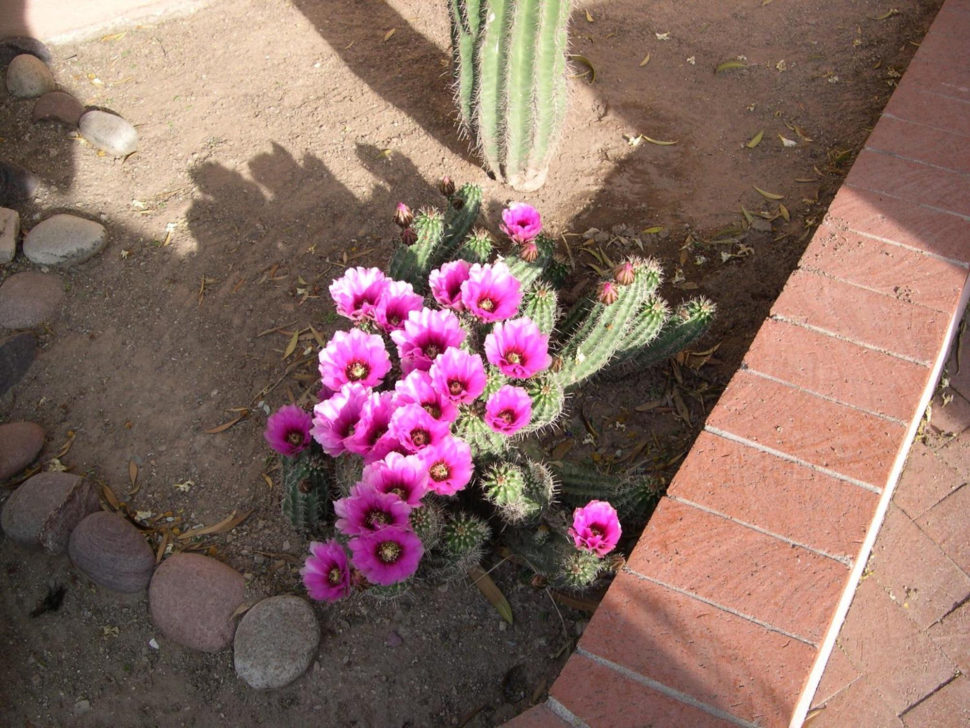 Adobe Rose Inn Tucson Exterior foto